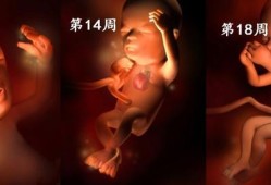 8个月宝宝肝火旺盛,八个月胎儿图片视频