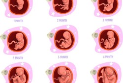 怀孕多久胎儿身体全部长全,怀孕期间胎儿发育过程动画