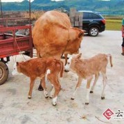 胎儿体长（怀孕五个月的牛犊有多大）