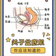 孕期盆底肌（孕期盆底肌）