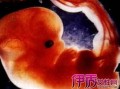 怀孕两个半月胎儿图（怀孕两个半月胎儿图片）