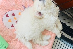 受孕期几天（比熊孕期多久）
