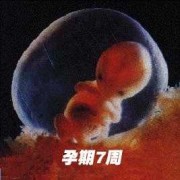 怀孕多少周胎儿成型（怀孕期间胎儿一般几个月就会成形了呢）
