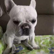 孕期坐着睡（狗狗老是坐着，晚上不睡觉）