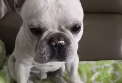 孕期坐着睡（狗狗老是坐着，晚上不睡觉）