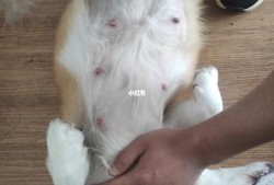 怀孕期间能不能养狗（怀孕可以养柯基吗）