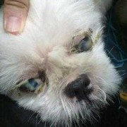孕期眼睛流泪（狗狗怀孕了经常流眼屎正常吗）