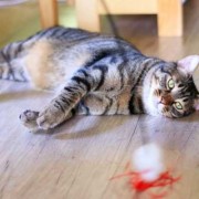 猫咪怀孕能剧烈运动吗,孕期剧烈运动会怎么样吗