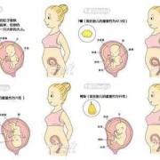 孕38周:头胎，肚子是40周的规模，胎儿大概7斤多目前，怎么办,40周胎儿图片大全