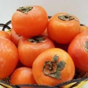 怀孕期能吃柿子吗（来例假可以吃柿子吗）