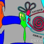 胎儿导水管（胎儿导水管）