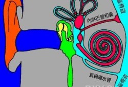 胎儿导水管（胎儿导水管）