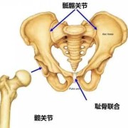 孕期尾椎骨（孕期尾椎骨疼的原因）