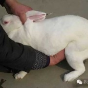 葡萄胎儿（兔子摸胎具体摸哪个位置）