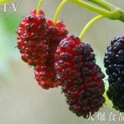 孕期吃桑葚（孕期吃桑葚好吗）