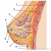 孕期乳房周围长小肉粒这是为什么的呢,孕期乳晕变大变黑正常吗