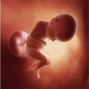 32周胎儿视频（孕32周，胎儿发育的主要是什么）