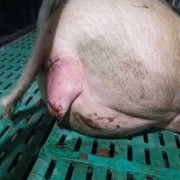 母猪没羊水什么原因,胎儿没羊水还能活多久