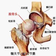 胎儿股骨是哪里（胎儿股骨是哪里的骨头）