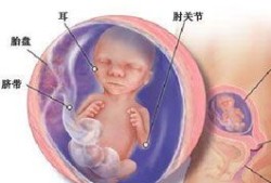 怀孕18周宝宝动的频繁是怎么回事,怀孕18周胎儿发育到什么程度了