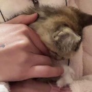 猫咪生宝发出呼噜声为什么,胎儿骨骼声影等素的影响会因影吗