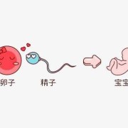 受精成功需要多久,易孕期同房几天才受精正常