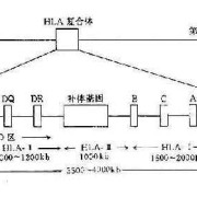 胎儿复合体（胎儿复合体是什么意思）