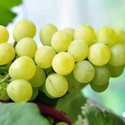 孕晚期吃葡萄对胎儿好吗（黄金蜜葡萄的优缺点）
