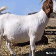 羊的孕期是多少天（羊的孕期是多少天?）