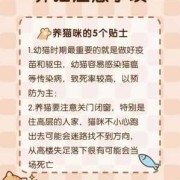 怀孕养猫文案,孕期养猫注意事项有哪些