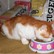怀孕的猫吃什么,怀孕期吃啥吐啥要怎样解决