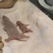 熊猫怀孕后的身体变化,熊猫胎儿为什么那么小