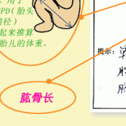 胎儿肱骨长是什么意思（想问一下，b超显示的股骨长是什么意思）