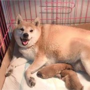 狗狗的怀孕期是多少天（母狗怀孕几个月）