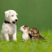 孕期梦见猫和狗（猫狗一般一年生下几次？都在几月份一般）