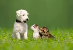 孕期梦见猫和狗（猫狗一般一年生下几次？都在几月份一般）
