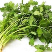 孕期可以吃香菜（孕期可以吃香菜不）