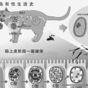 养狗会导致胎儿畸形吗（怀孕几个月后就不怕弓形虫了）