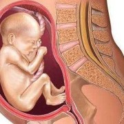 25周胎儿在肚子里图片（怀孕25周，肚子有时候发紧什么原因）