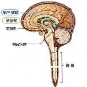 导液管是什么东西,胎儿脑导水管形成时间