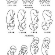 胎儿臀围（胎位臂位是什么意思）