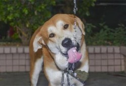 狗狗能吃蜂蜜吗,孕期能不能吃蜂蜜水吗