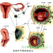 胎儿着床位置（胎儿多少天开始着床）