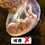 胎儿会排泄吗（胎儿会排泄吗排泄物去哪了）