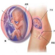 孕五个半月胎儿多大（孕五个半月胎儿多大）
