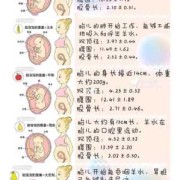 如何测量胎儿体重公式（如何测量胎儿体重公式）