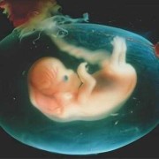 怀孕二十一周胎儿图片（怀孕21周胎儿稳定了吗？怀孕中期会突然胎停吗）