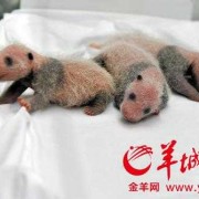 大笑对胎儿有影响吗（大熊猫菊笑三胞胎是自然受孕吗）