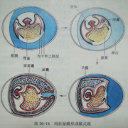 猫胎儿发育（猫胎儿发育过程图）