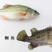 孕期吃什么比较好（鲈鱼，鲫鱼，桂花鱼，哪个更适合孕妇吃，可以每天都吃吗）